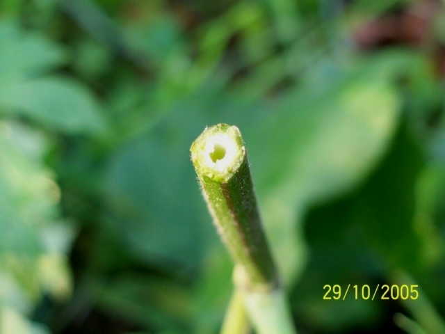 Heracleum sphondylium subsp. sphondylium / Panace comune